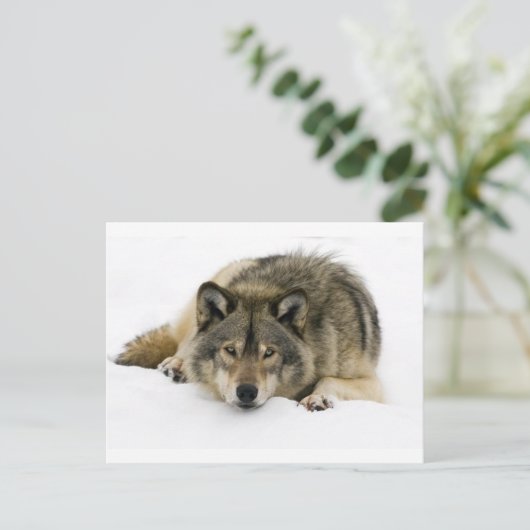 Wolf Postkarte (Stehend Vorderseite)