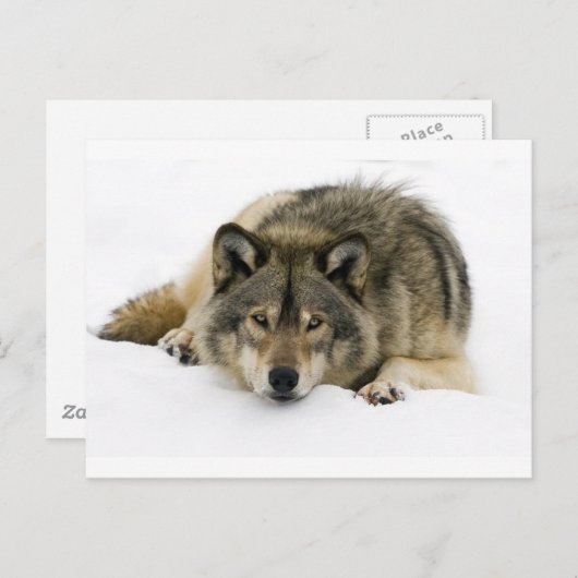 Wolf Postkarte (Vorne/Hinten)