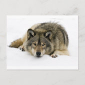 Wolf Postkarte (Vorderseite)