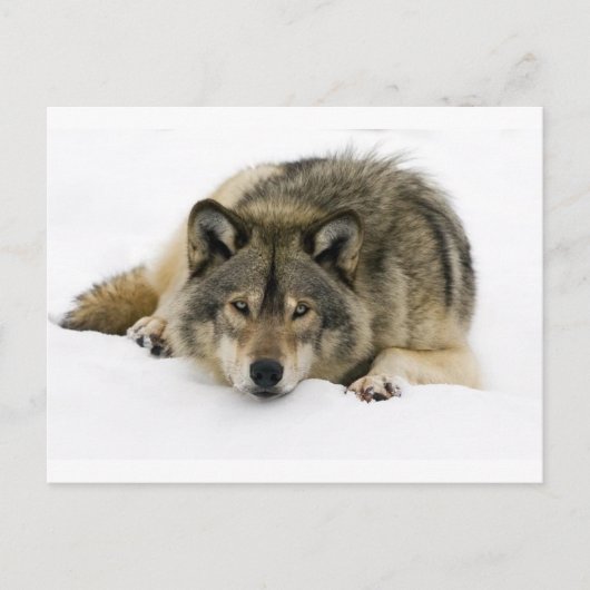 Wolf Postkarte (Vorderseite)