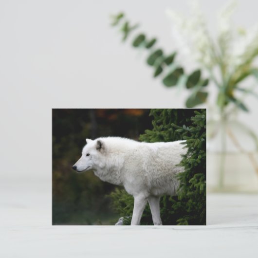 Wolf Postkarte (Stehend Vorderseite)