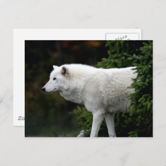 Wolf Postkarte (Vorne/Hinten)