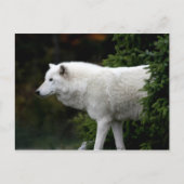 Wolf Postkarte (Vorderseite)