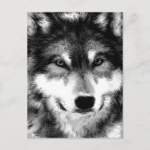 Wolf Postkarte (Vorderseite)