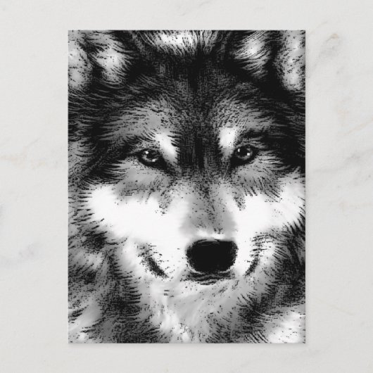 Wolf Postkarte (Vorderseite)