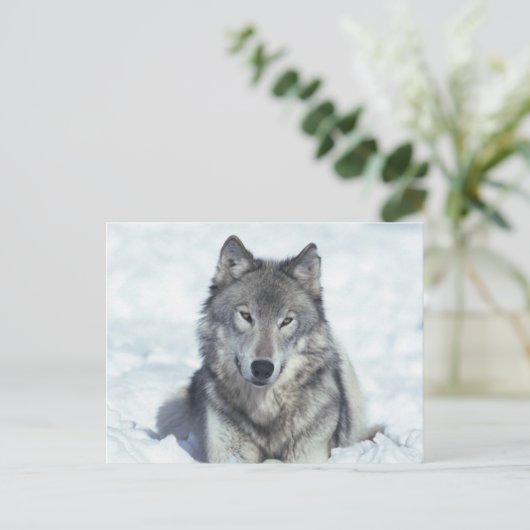 Wolf Postkarte (Stehend Vorderseite)