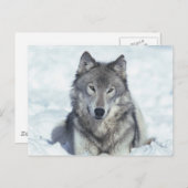 Wolf Postkarte (Vorne/Hinten)