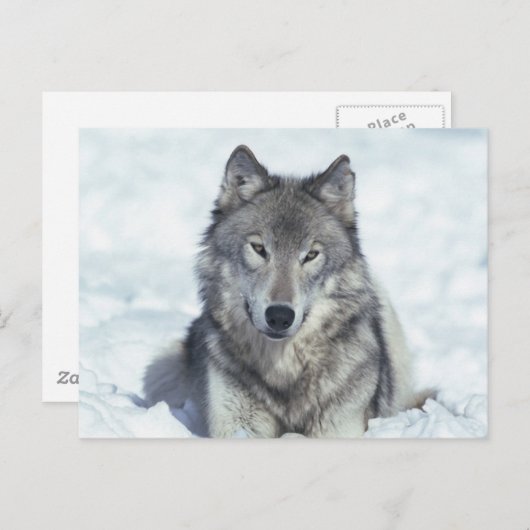 Wolf Postkarte (Vorne/Hinten)