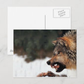 Wolf Postkarte (Vorne/Hinten)