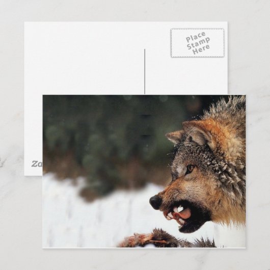 Wolf Postkarte (Vorne/Hinten)