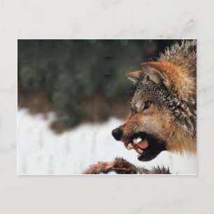 Wolf Postkarte