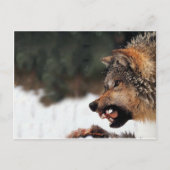 Wolf Postkarte (Vorderseite)