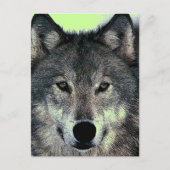 Wolf Postkarte (Vorderseite)