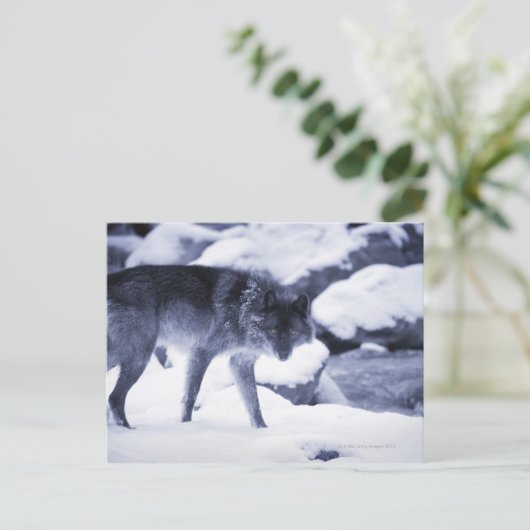 Wolf Postkarte (Stehend Vorderseite)