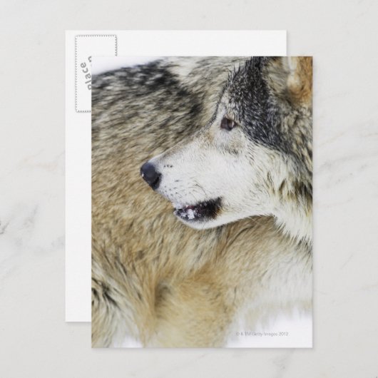 Wolf Postkarte (Vorne/Hinten)