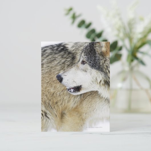 Wolf Postkarte (Stehend Vorderseite)