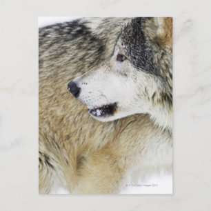 Wolf Postkarte