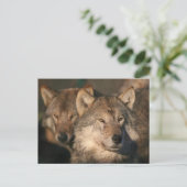 Wolf Postkarte (Stehend Vorderseite)