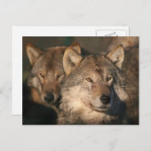 Wolf Postkarte (Vorne/Hinten)