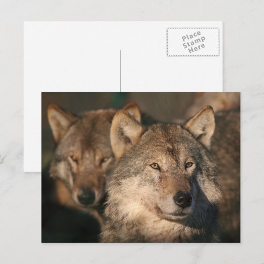 Wolf Postkarte (Vorne/Hinten)