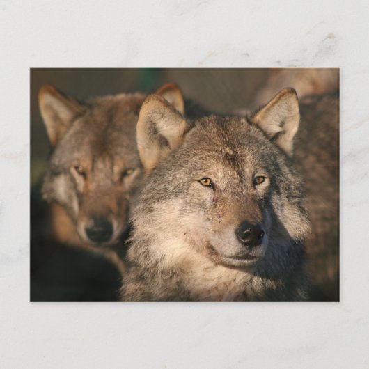 Wolf Postkarte (Vorderseite)