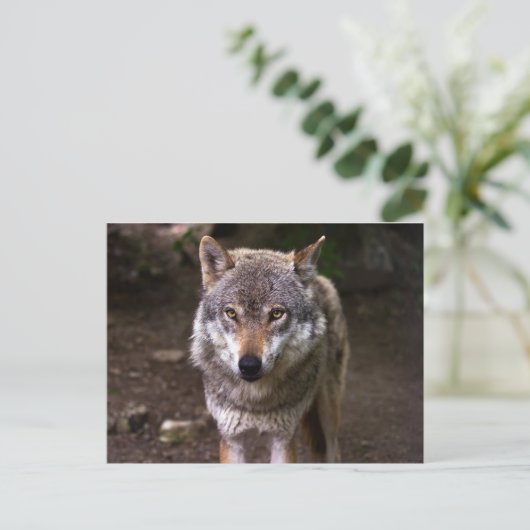Wolf Postkarte (Stehend Vorderseite)