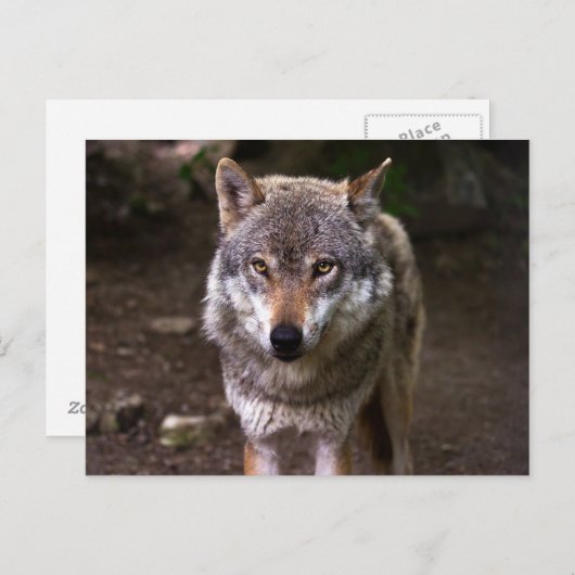 Wolf Postkarte (Vorne/Hinten)