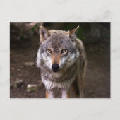 Wolf Postkarte (Vorderseite)