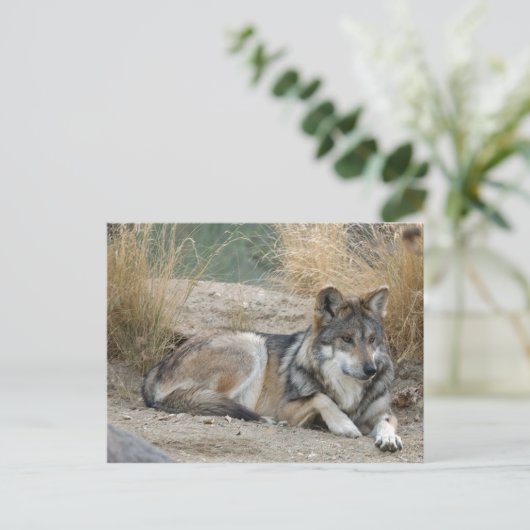 Wolf Postkarte (Stehend Vorderseite)