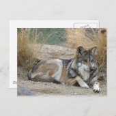 Wolf Postkarte (Vorne/Hinten)