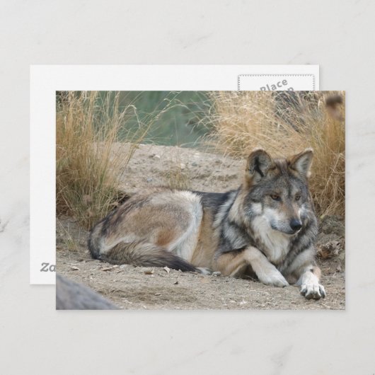 Wolf Postkarte (Vorne/Hinten)