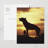 Wolf Postkarte (Vorne/Hinten)