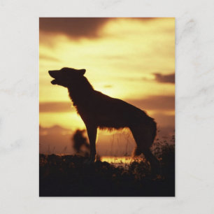 Wolf Postkarte