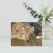Wolf Postkarte (Stehend Vorderseite)