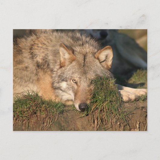 Wolf Postkarte (Vorderseite)