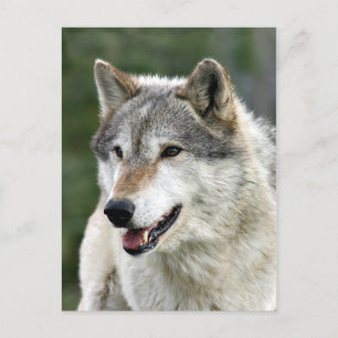 Wolf Postkarte