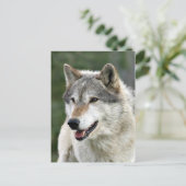 Wolf Postkarte (Stehend Vorderseite)