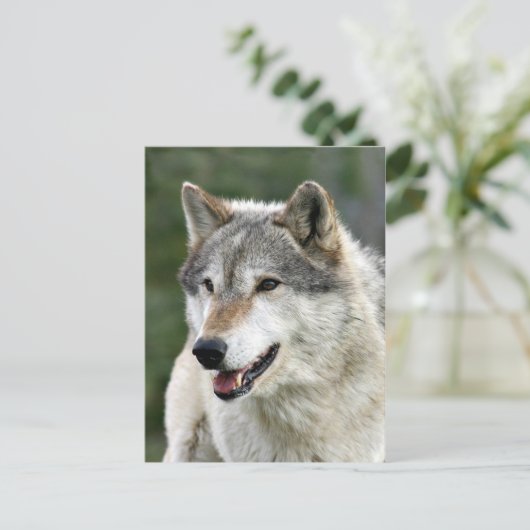 Wolf Postkarte (Stehend Vorderseite)