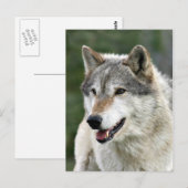 Wolf Postkarte (Vorne/Hinten)