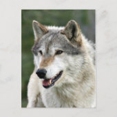 Wolf Postkarte (Vorderseite)
