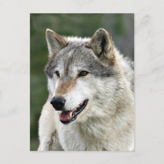 Wolf Postkarte (Vorderseite)