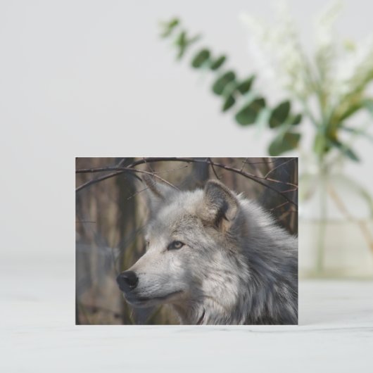 Wolf Postkarte (Stehend Vorderseite)