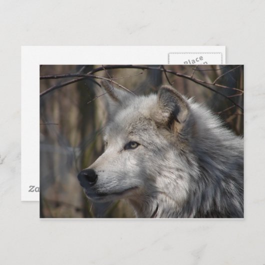 Wolf Postkarte (Vorne/Hinten)