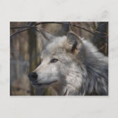 Wolf Postkarte (Vorderseite)