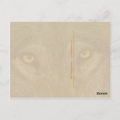 Wolf-Postkarte Postkarte (Rückseite)