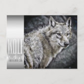 Wolf [Postkarte] Postkarte (Vorderseite)