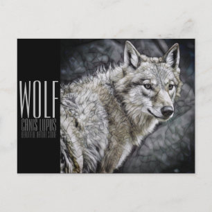 Wolf [Postkarte] Postkarte