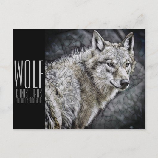 Wolf [Postkarte] Postkarte (Vorderseite)