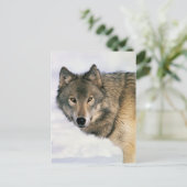 Wolf-Postkarten Postkarte (Stehend Vorderseite)