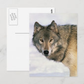 Wolf-Postkarten Postkarte (Vorne/Hinten)